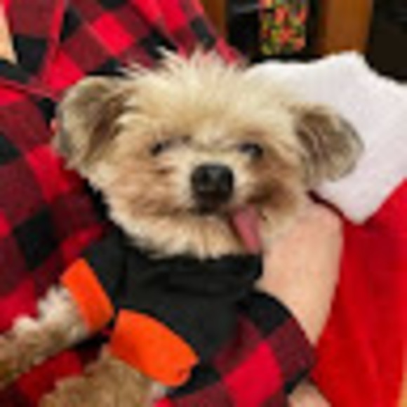 Meet your Posher, Amelia - Picture 1 of 1